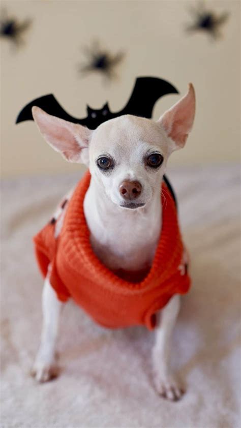 Best Chihuahua Halloween Costumes DIY Ideas, Cute & Funny Wallpaper