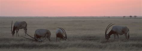 Scimitar-horned oryx return to the Sahara nearly two decades after going extinct in the wild