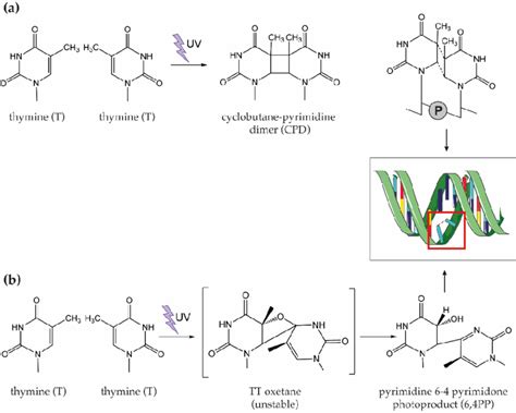 Schematic representation of pyrimidine dimers formation after DNA... | Download Scientific Diagram