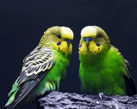 Budgie Diseases and Symptoms: First Aid Or Vet? | Pet Reader