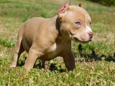 55 Cute Tri Colored American Bully Puppies For Sale Picture 8K - Bleumoonproductions