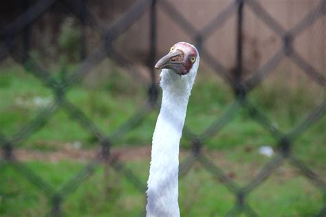 To Behold the Beauty: More Cranes