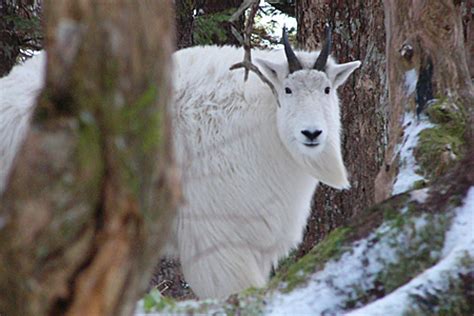 Mountain Goat Species Profile, Alaska Department of Fish and Game