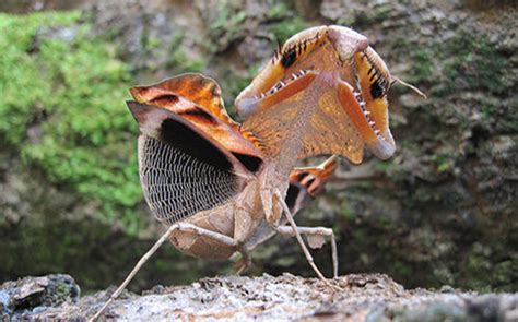 Scientists Shed Light On How Praying Mantises Use The Element Of Surprise To Survive | QNewsHub