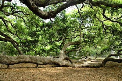 Green Family Reunion: Angel Oak Tree History