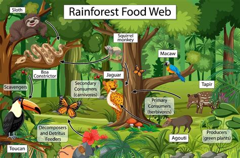 Simple Rainforest Food Chain