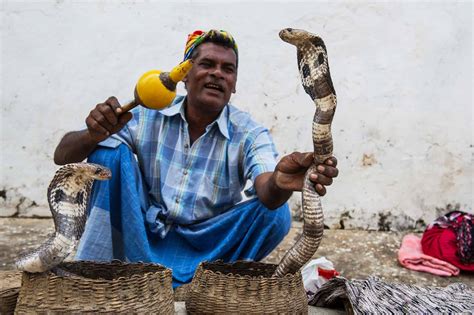 Brave Snake Charmer Shows Sassy King Cobra Who's Boss - A-Z Animals