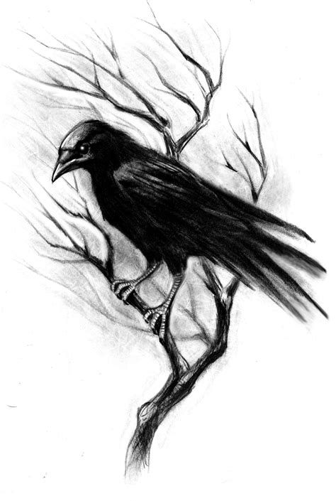 Crow Pencil Drawing | Free download on ClipArtMag