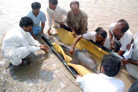 Bhullan: The Indus Blind Dolphin - Youlin Magazine