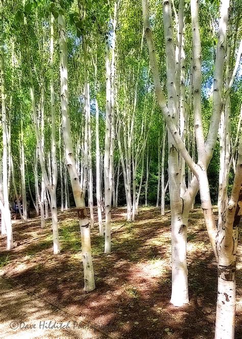 Woodland Ghosts | Part of the Winter Garden at Anglesey Abbe… | Flickr