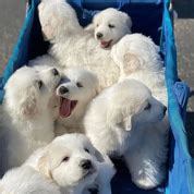 Great Pyrenees puppies | Dalmatian Puppies For Sale