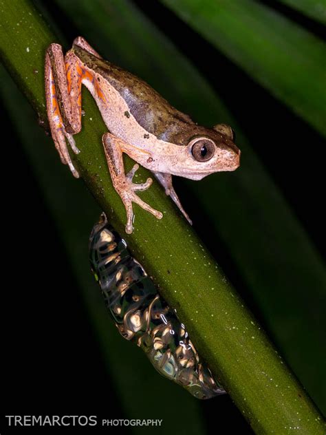 Tremarctos Wildlife Photography