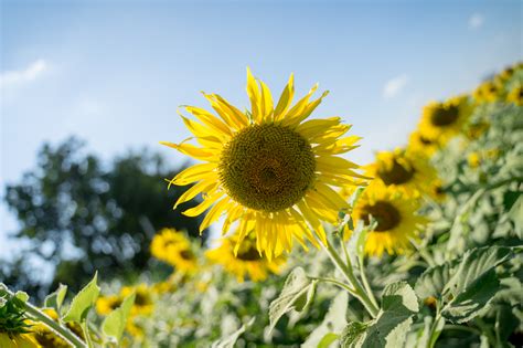 Free Images : flower, flowering plant, yellow, sky, field, pollen ...