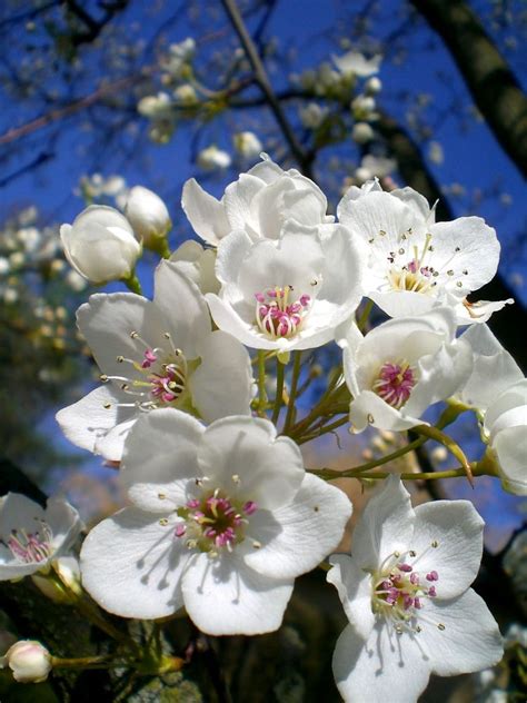 Pear blossom Apricot Blossom, Cherry Blossom Japan, Pear Blossom ...