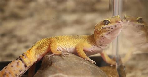 How to Take Care of a Leopard Gecko [Complete Care Guide] - Reptile Answers