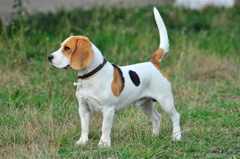 Common Beagle Tail Health Problems – Modern Beagle