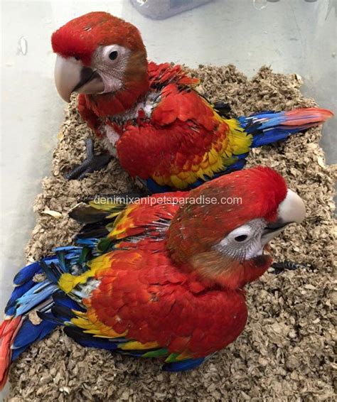 Scarlet Macaw baby pair for sale- DENIMIX ANIPETS PARADISE