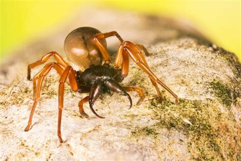 Woodlouse Spider (UK) - Identification and Facts