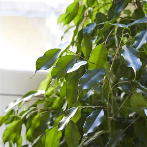 Ficus Benjamina - Botanic Lush indoor plants delivery