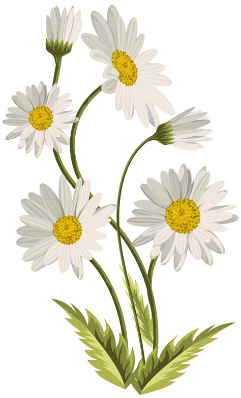 Daisies Transparent PNG Clip Art Image | Gallery Yopriceville - High-Quality Images and ...
