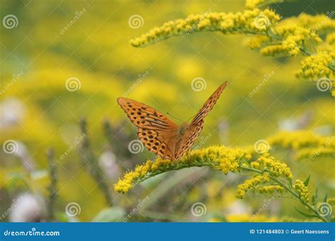 Imperial Mantle Butterfly in a Field of Yellow Flowers Stock Image - Image of nectar, field ...