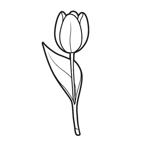 Premium Vector | Half closed bud tulip coloring book linear drawing isolated on white background