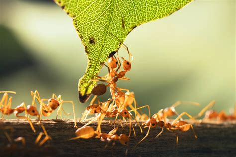 Fire Ant Control: How to Prevent Fire Ants From Taking Over Your Lawn