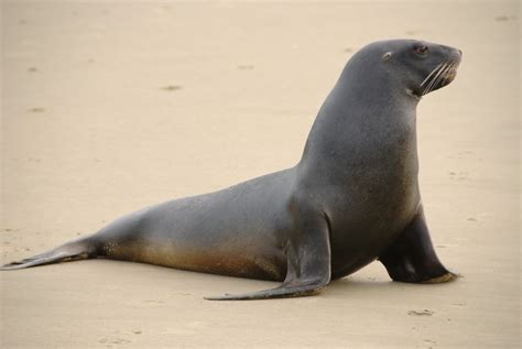 New Zealand sea lion (Phocarctos hookeri); DISPLAY FULL IMAGE.