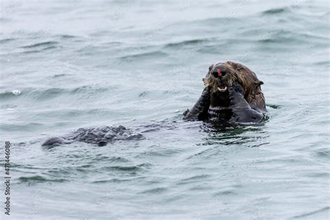 View Of Sea Otter Swimming In Sea Stock Photo | Adobe Stock