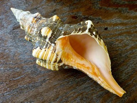 horse conch periostracum ap | Oyster shell crafts, Conch shell, Conch