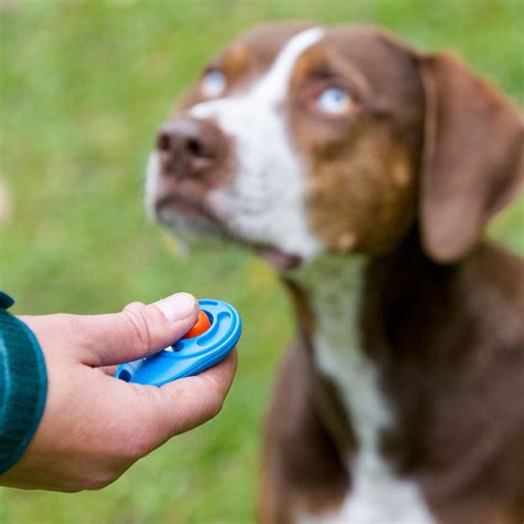 What Is Clicker Training For Dogs?