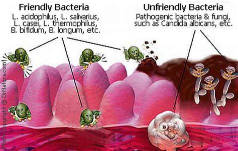 Prebiotics for Dogs — Definition, Benefits, Risks & Best Reviews