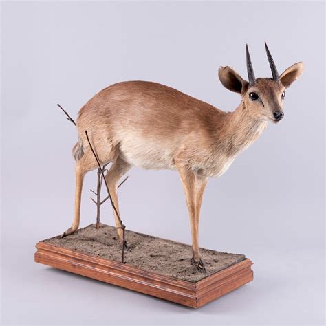 Suni Antelope. Mozambique, África del Este. Siglo XX. Taxidermia ...