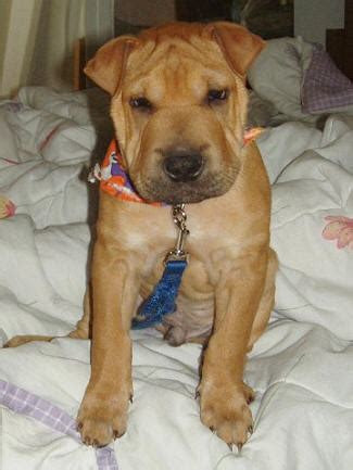 Lab Pei (Shar Pei x Lab Mix) Temperament, Training, Puppies, Pictures