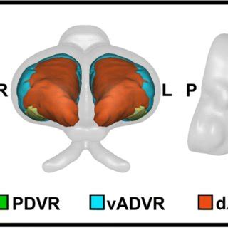 3-D rendering of the Nile crocodile brain and structures identified... | Download Scientific Diagram