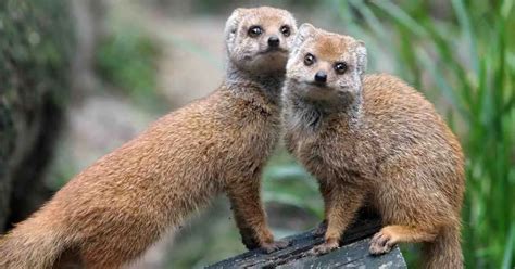 Mongoose Behavior - AnimalBehaviorCorner