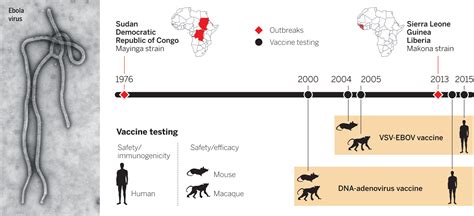 Ebola virus vaccines—preparing for the unexpected | Science