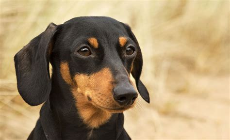 Black And Tan Dachshund Standard | www.pixshark.com - Images Galleries ...