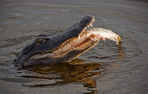 American Alligator