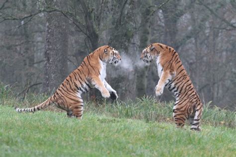 Amur tigers enjoy winter play at Longleat | Discover Animals