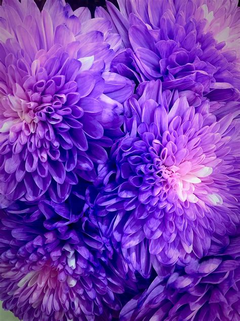 Purple Chrysanthemums - | Pretty flowers, Purple