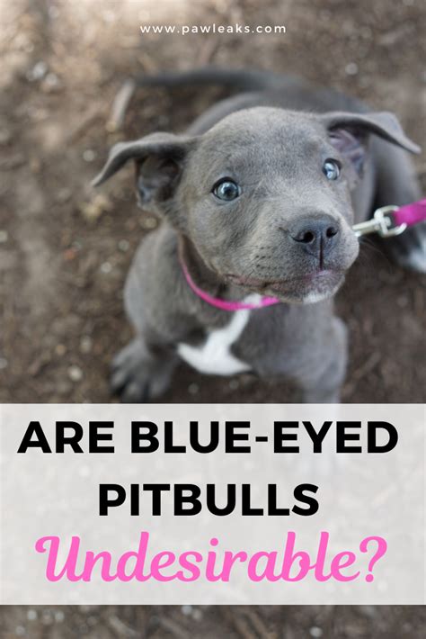 Blue Eyed Dogs For Adoption