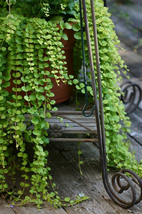 #Vines (need to find out what these are) Mini Garden, Indoor Garden, Indoor Plants, Outdoor ...