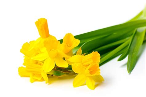 Premium Photo | Beautiful yellow daffodils isolated on white