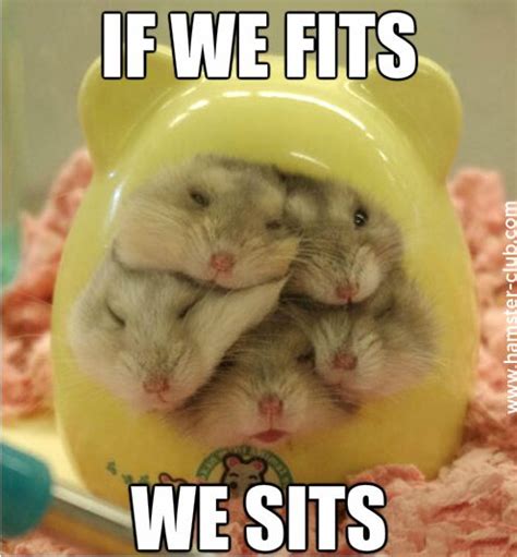 Hamster Memes - Best collection of Funny Hamsters | Funny hamsters, Cute hamsters, Cute baby animals