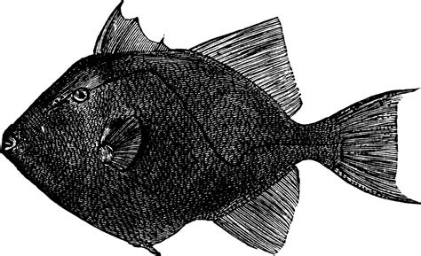 Triggerfish, vintage illustration. 13770875 Vector Art at Vecteezy