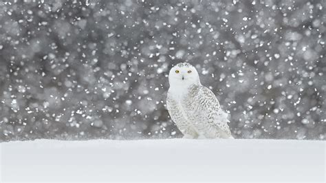 Snowy Owl Video – Bing Wallpaper Download