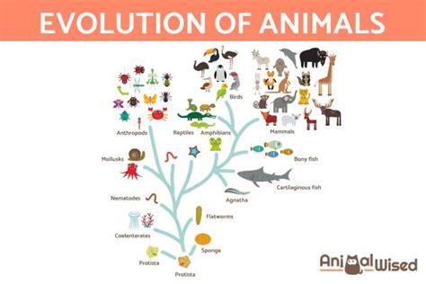The Origin and Evolution of Animals - What Was the First Animal?