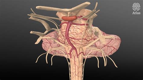 Brainstem Arterial Anatomy | 3D Models | The Neurosurgical Atlas