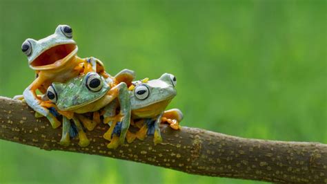 Cottagecore Frog Computer Wallpaper : Frog HD Wallpapers / Check ...